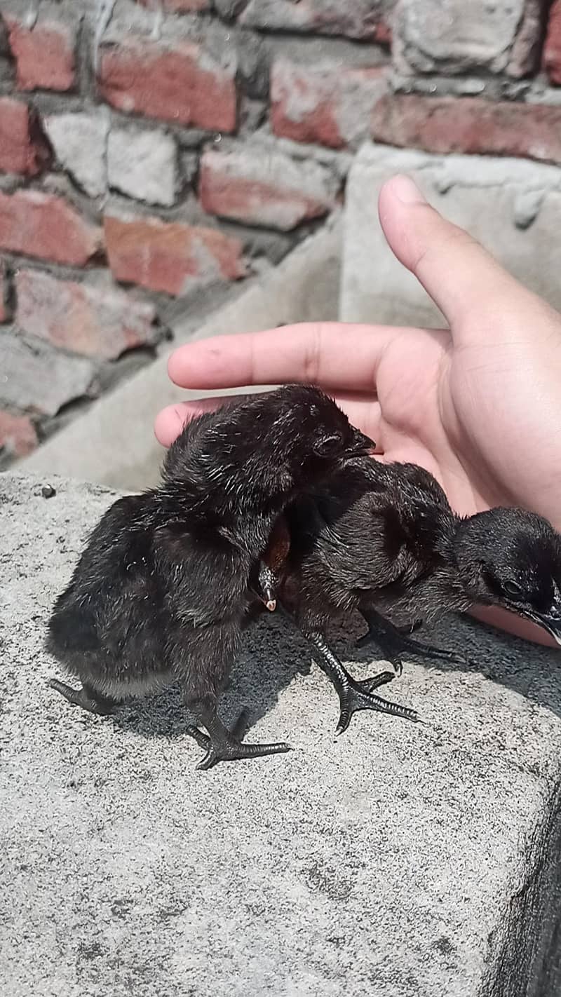 Full Black Dragon chicks 1