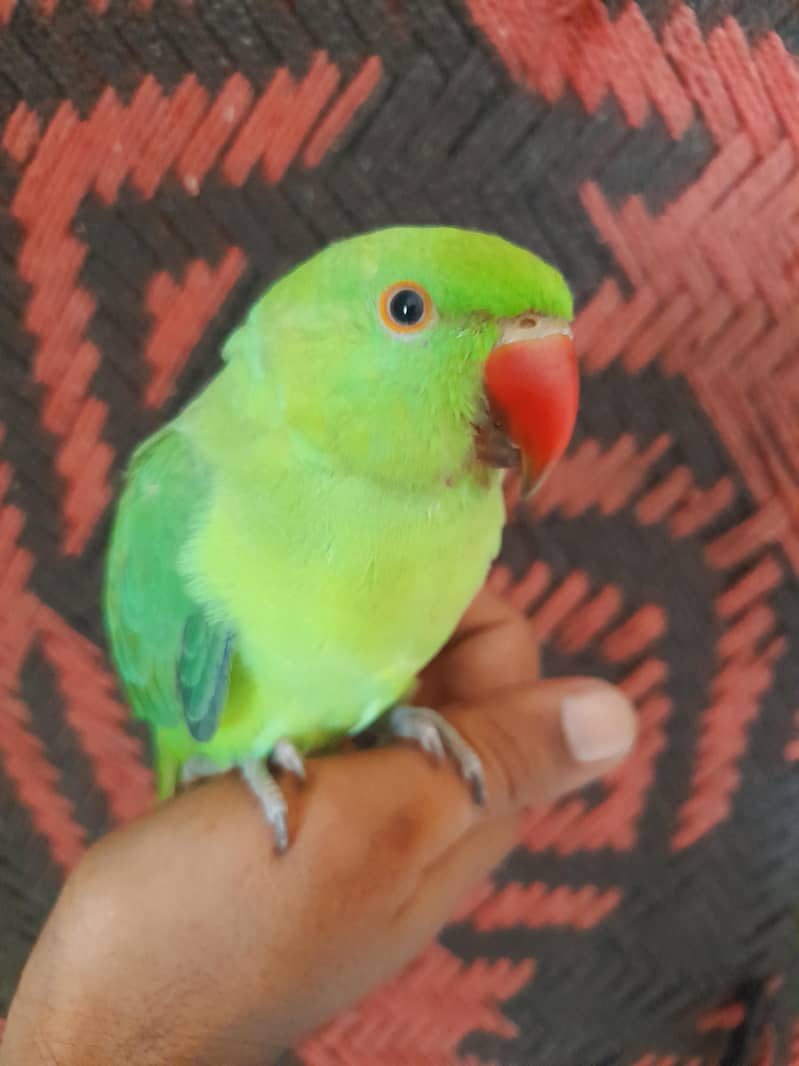 میٹھو بیبی 6 مینے عمر ہیں 0