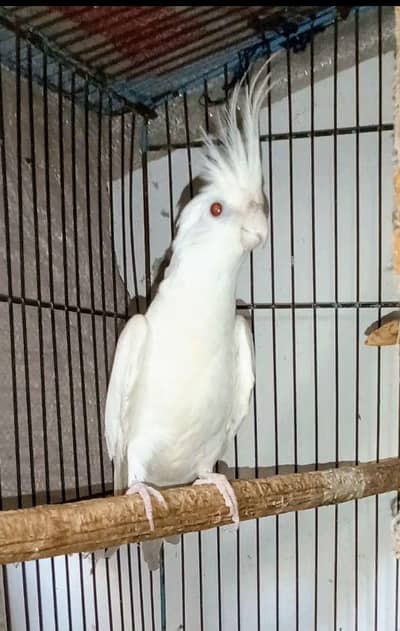 cocktail breeder pair