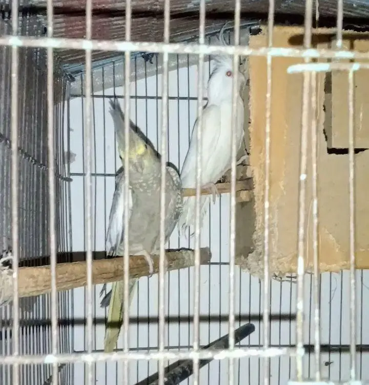 cocktail breeder pair — photo 2