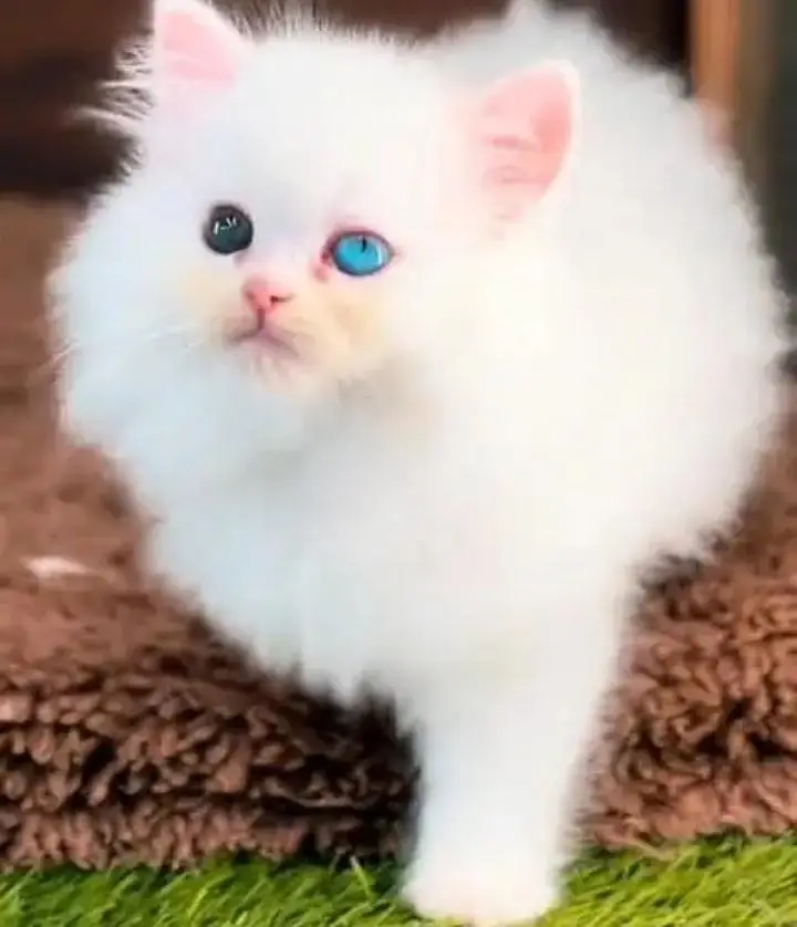 (Persian female kitten) (for sale all) (Pakistan delivery available) — photo 2