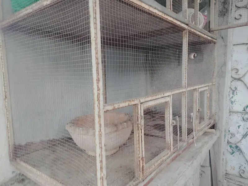 cage for sale — photo 3