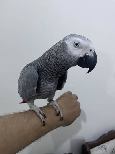 Tamed and talkative congo grey