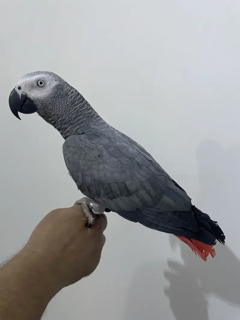 Tamed and talkative congo grey — photo 2