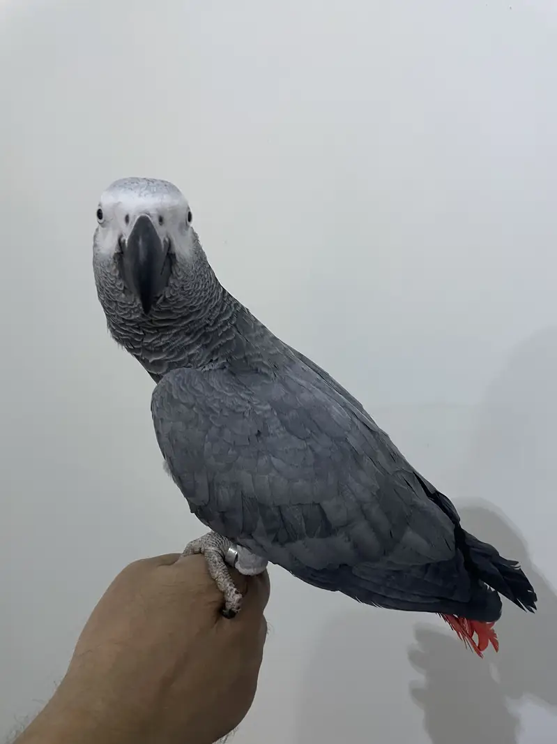 Tamed and talkative congo grey — photo 3