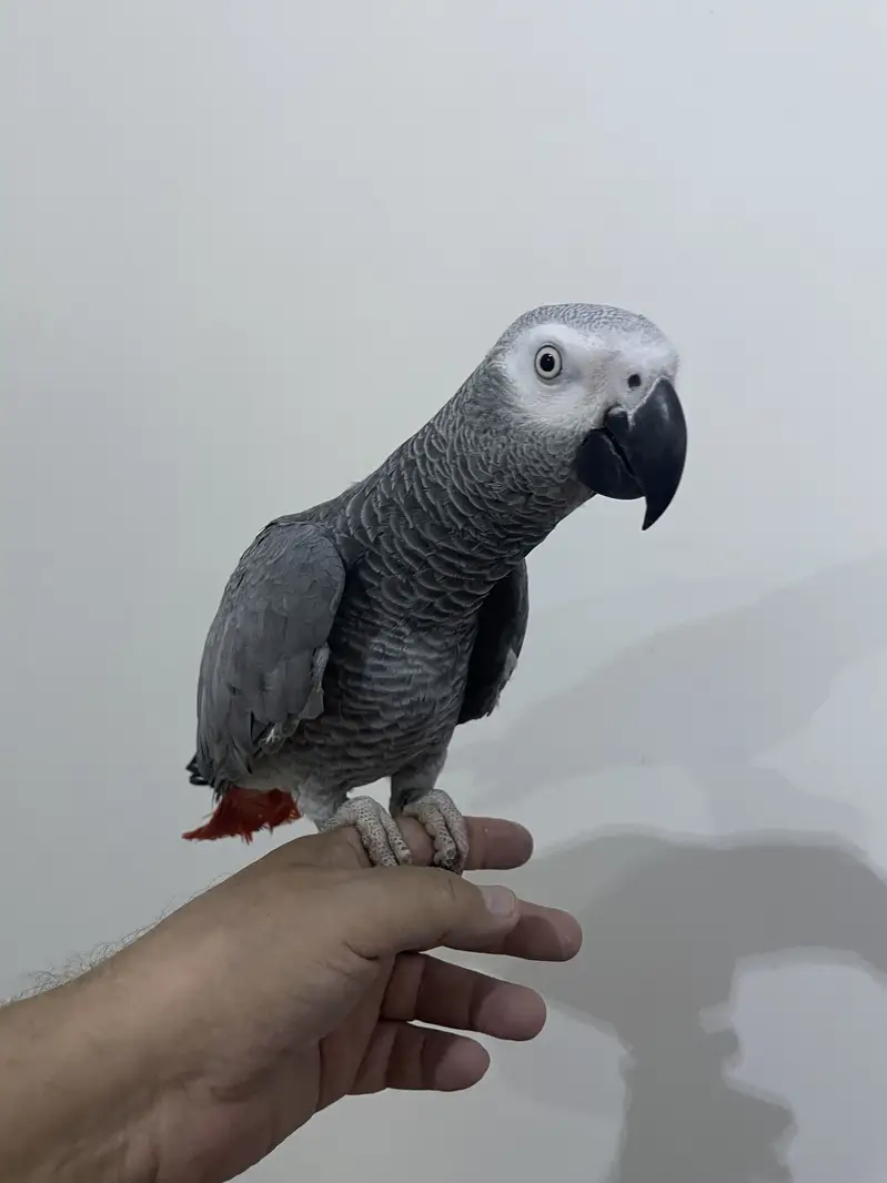 Tamed and talkative congo grey — photo 4