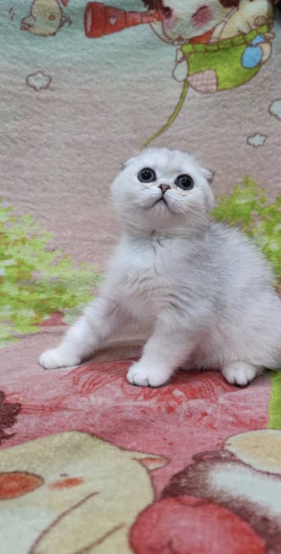 Scottish fold kittin for sell. 0313 4935014