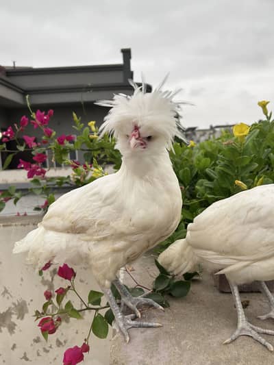 White polish males available for sale