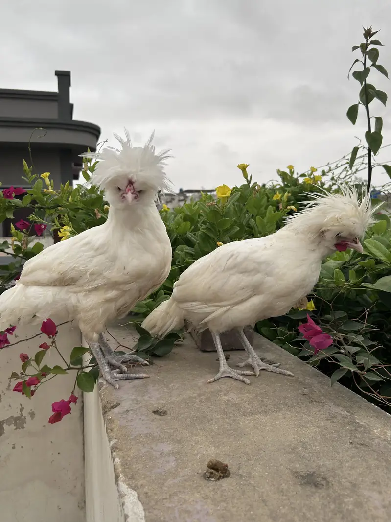 White polish males available for sale — photo 2