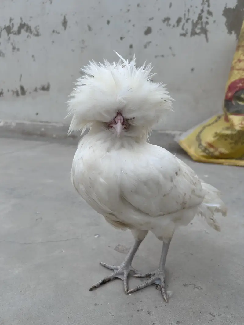 White polish males available for sale — photo 3