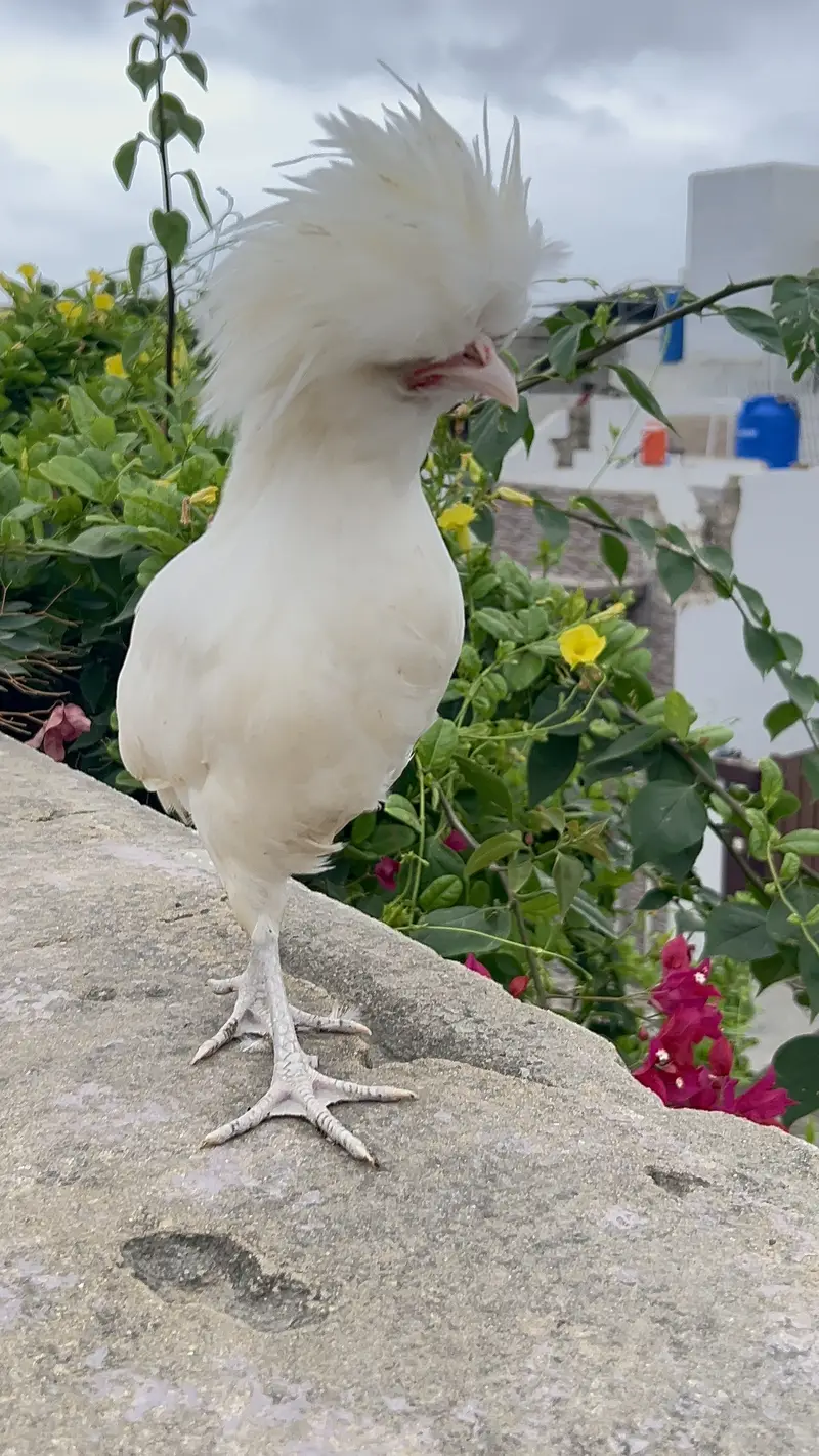White polish males available for sale — photo 4