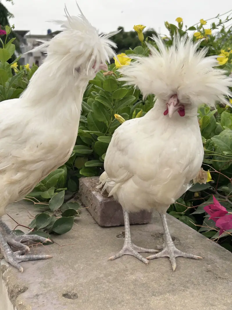 White polish males available for sale — photo 5