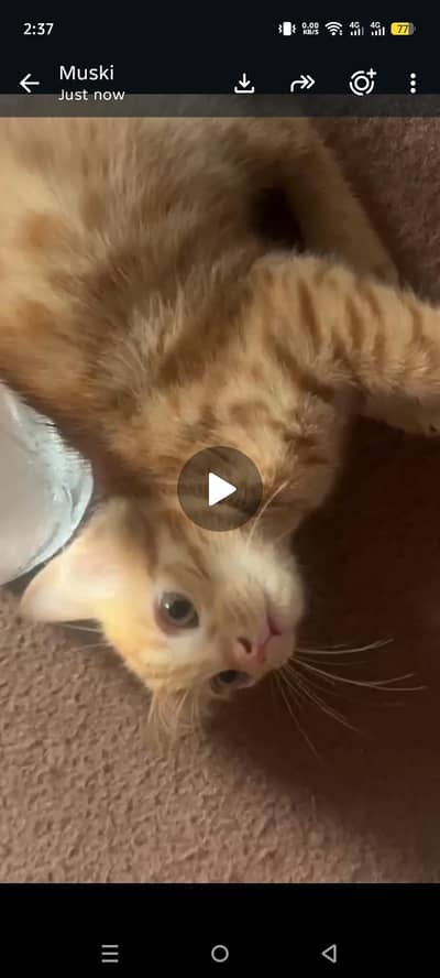 adopt for cat contact me