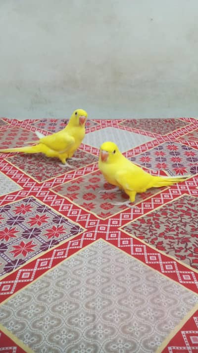 YELLOW RINGNECK PAIR