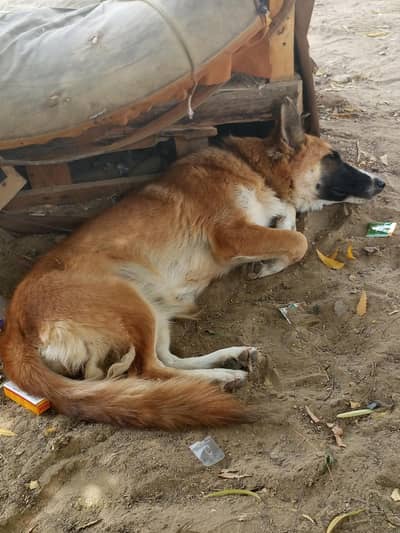 good dog