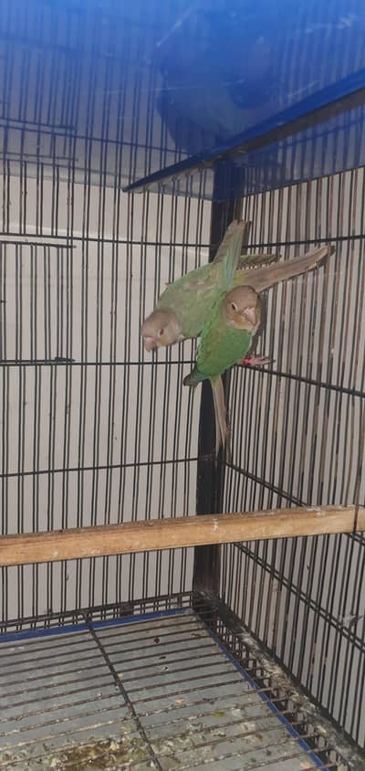 cinamon conure male with dna card