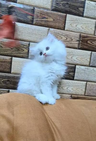 (Persian female kitten) (for sale all) (Pakistan delivery available)