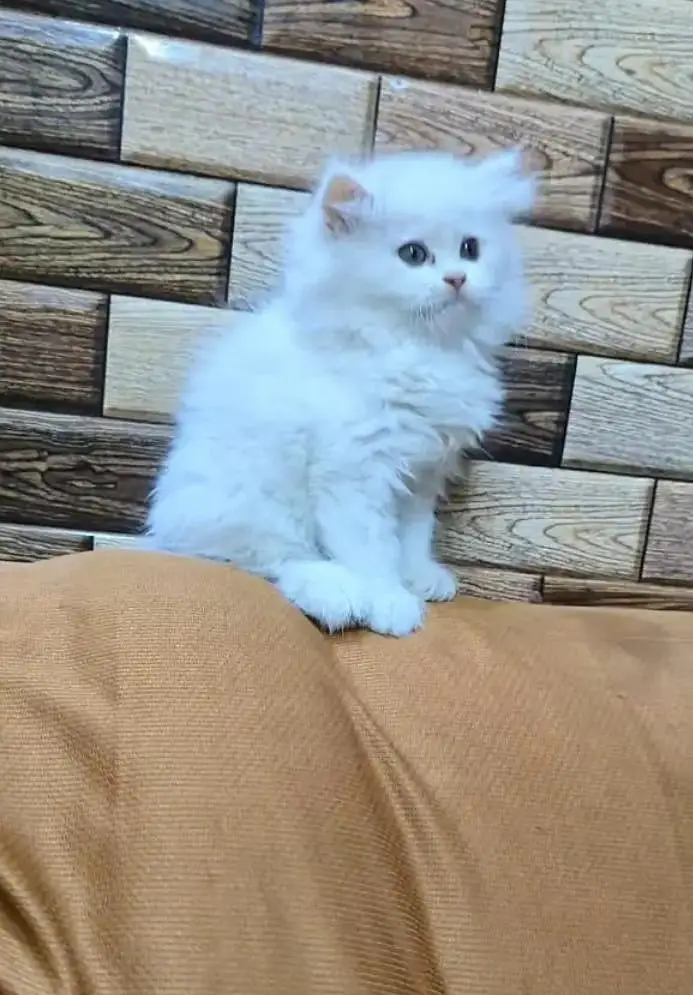 (Persian female kitten) (for sale all) (Pakistan delivery available) — photo 2