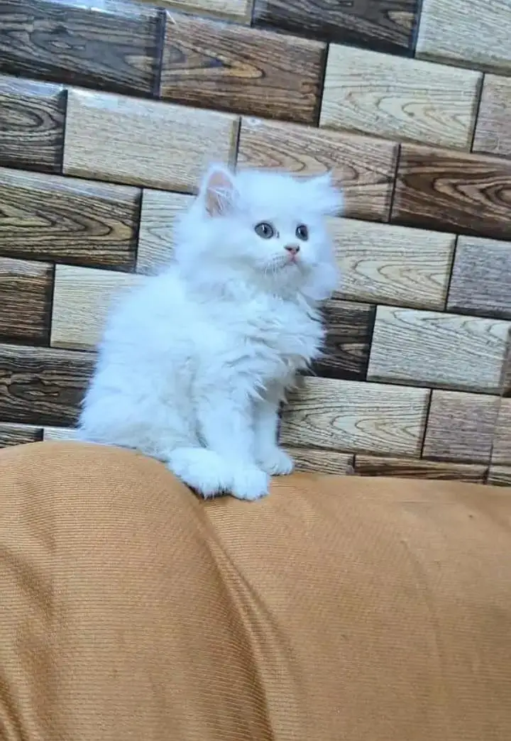 (Persian female kitten) (for sale all) (Pakistan delivery available) — photo 3