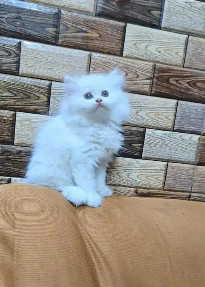 (Persian female kitten) (for sale all) (Pakistan delivery available) — photo 4