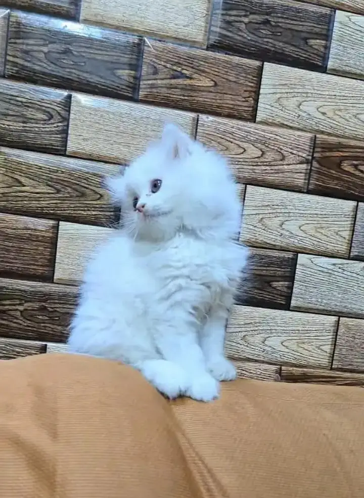 (Persian female kitten) (for sale all) (Pakistan delivery available) — photo 5
