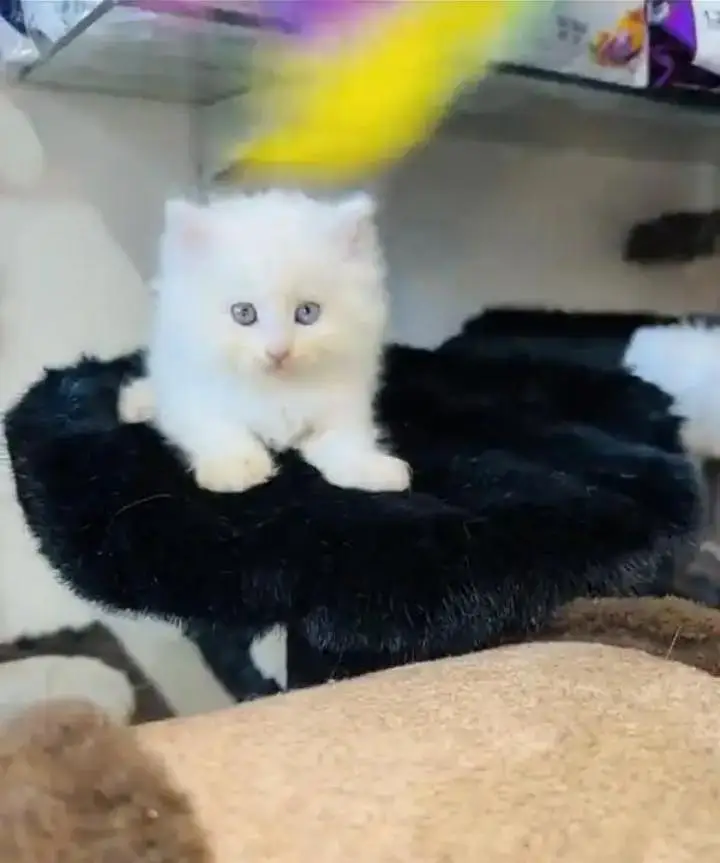 (Persian female kitten) (for sale all) (Pakistan delivery available) — photo 6