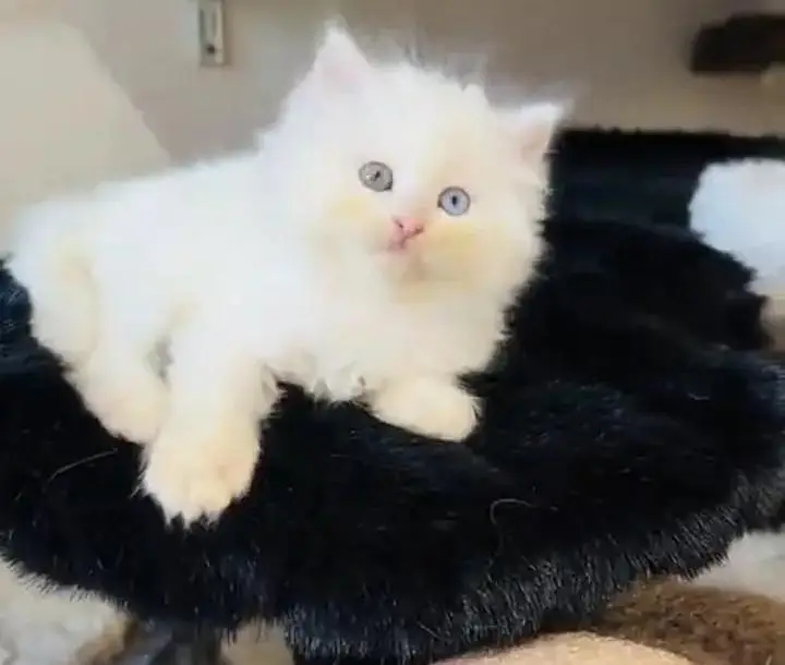(Persian female kitten) (for sale all) (Pakistan delivery available) — photo 7