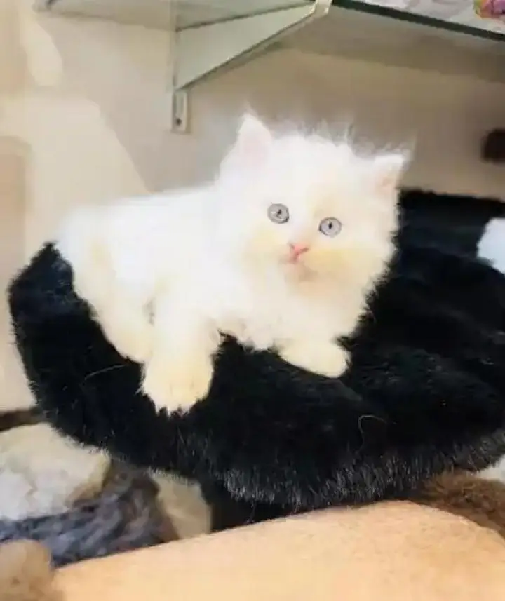 (Persian female kitten) (for sale all) (Pakistan delivery available) — photo 8