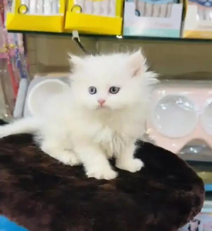 (Persian female kitten) (for sale all) (Pakistan delivery available) — photo 9