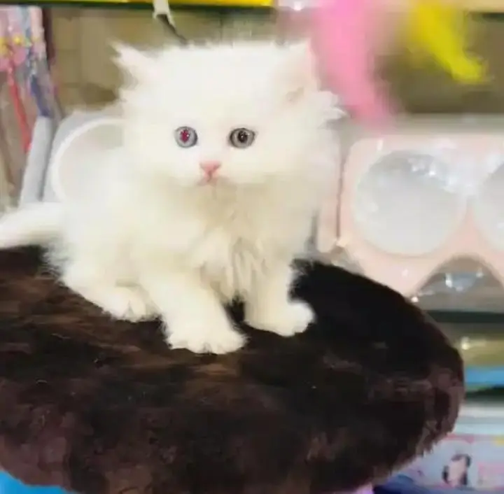 (Persian female kitten) (for sale all) (Pakistan delivery available) — photo 10
