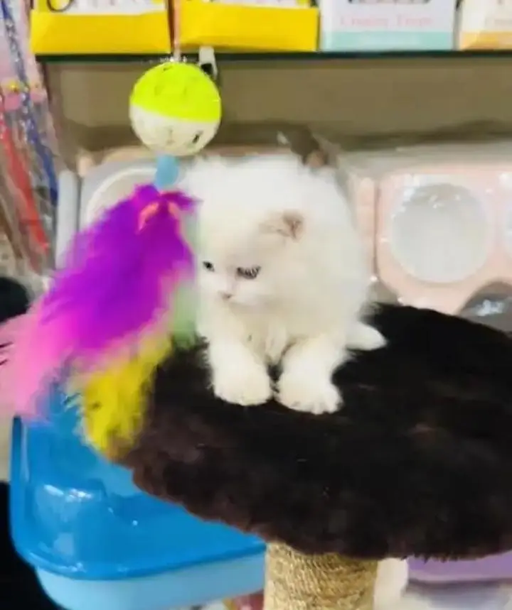 (Persian female kitten) (for sale all) (Pakistan delivery available) — photo 11