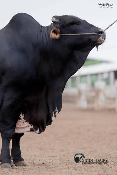 Cattle Farm Goat farm Dairy Farm Farm House