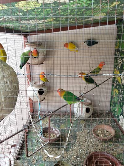 All setup for sale with wooden cage