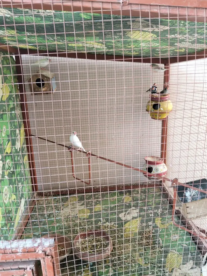 All setup for sale with wooden cage — photo 2