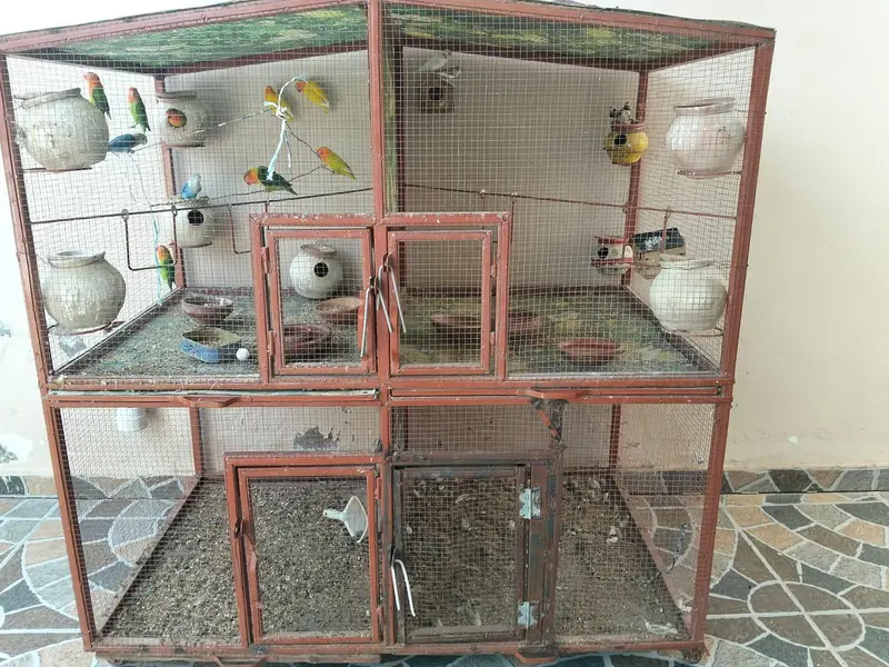 All setup for sale with wooden cage — photo 3