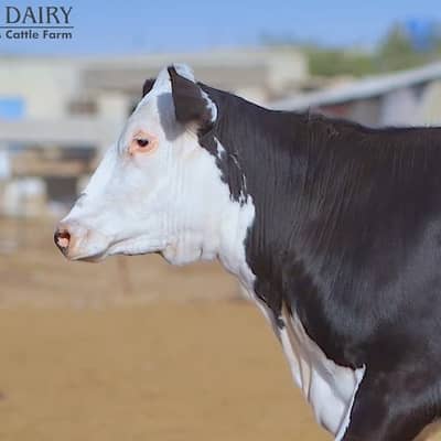 CATTLE FARM DAIRY FARM