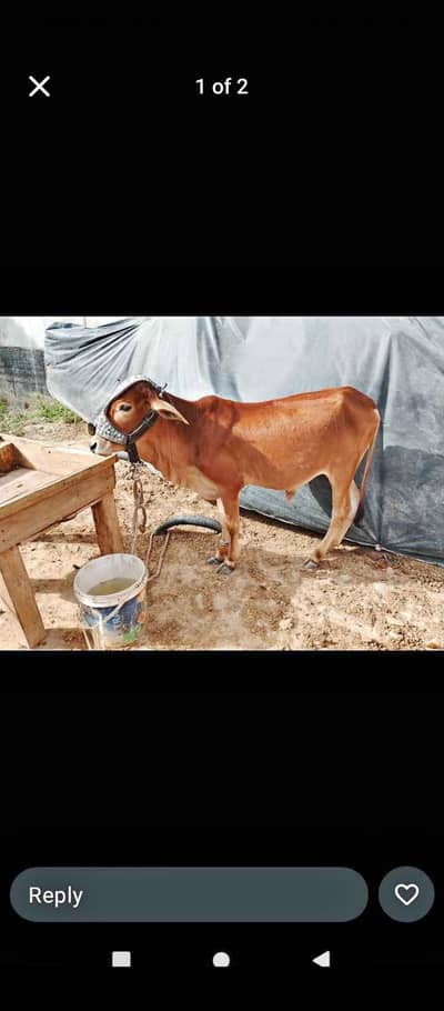 2 cow for sale