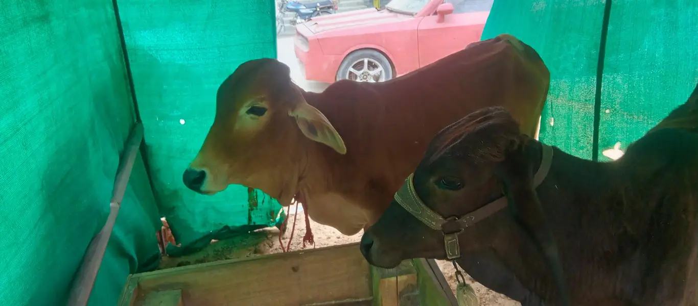 2 cow for sale — photo 2