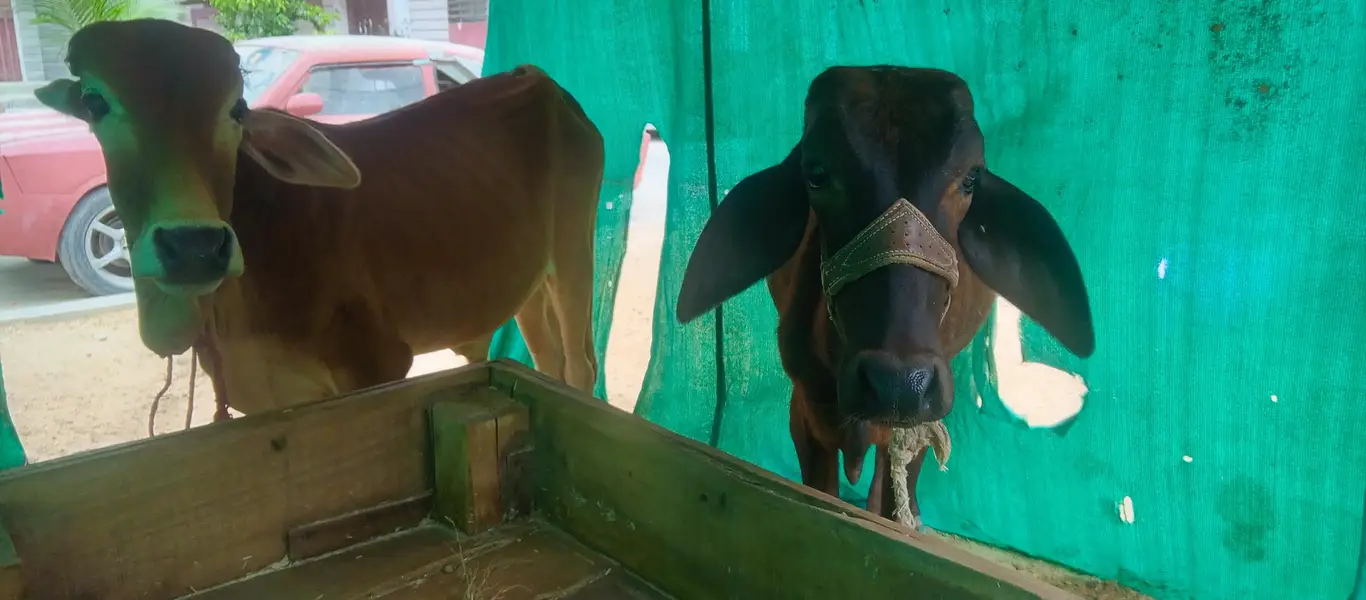 2 cow for sale — photo 3