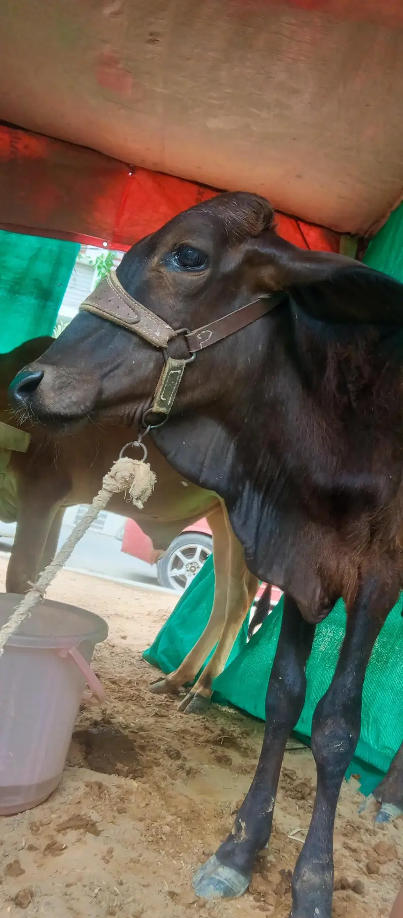 2 cow for sale — photo 4