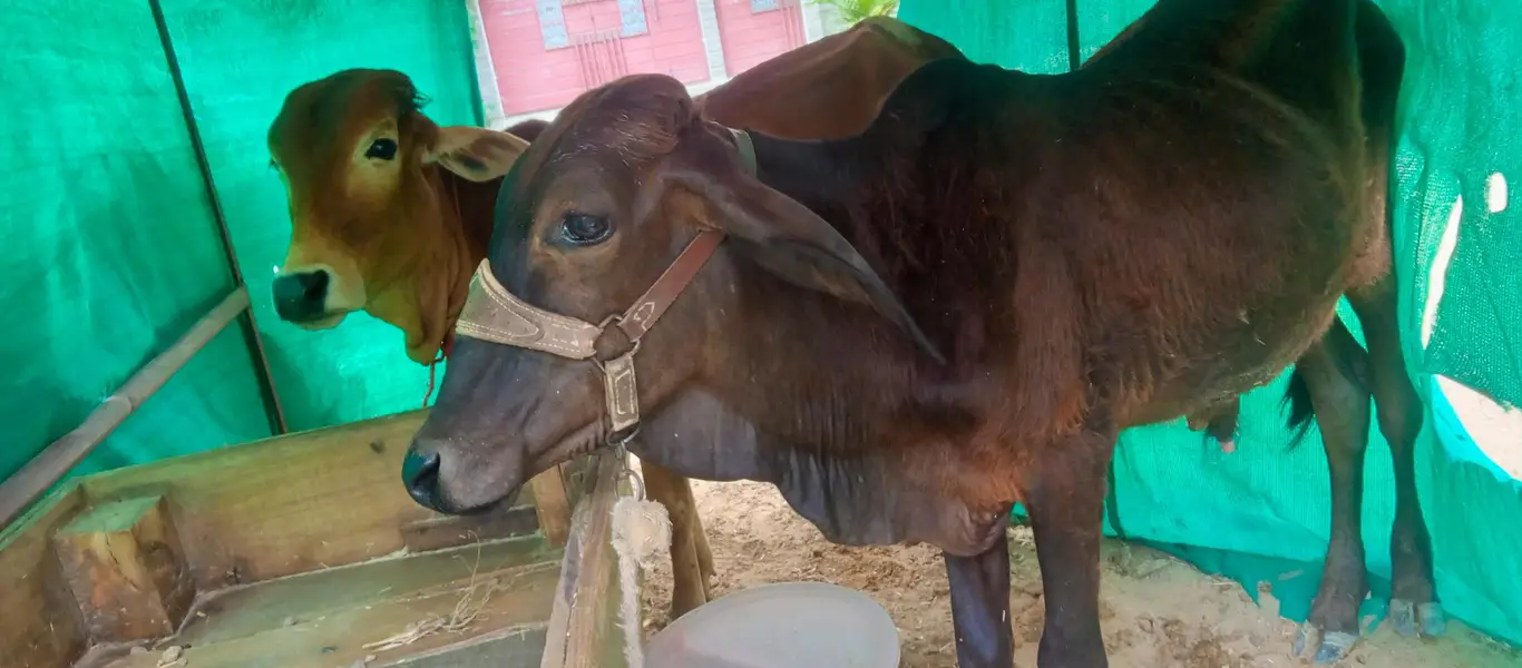 2 cow for sale — photo 5