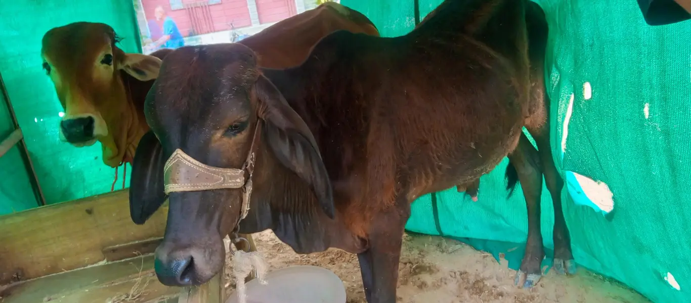 2 cow for sale — photo 6