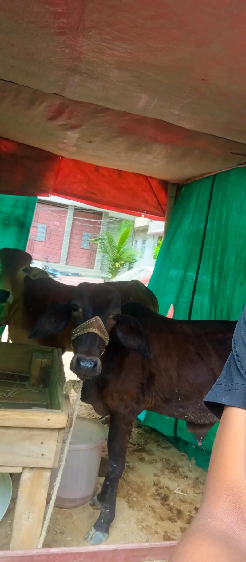 2 cow for sale — photo 7