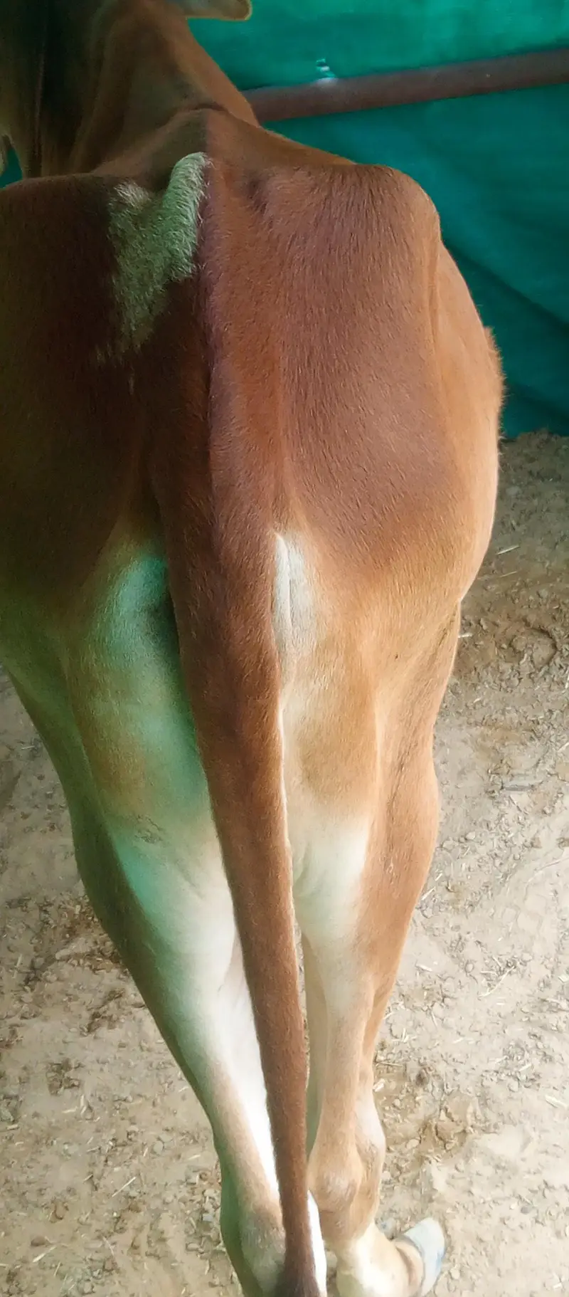 2 cow for sale — photo 8