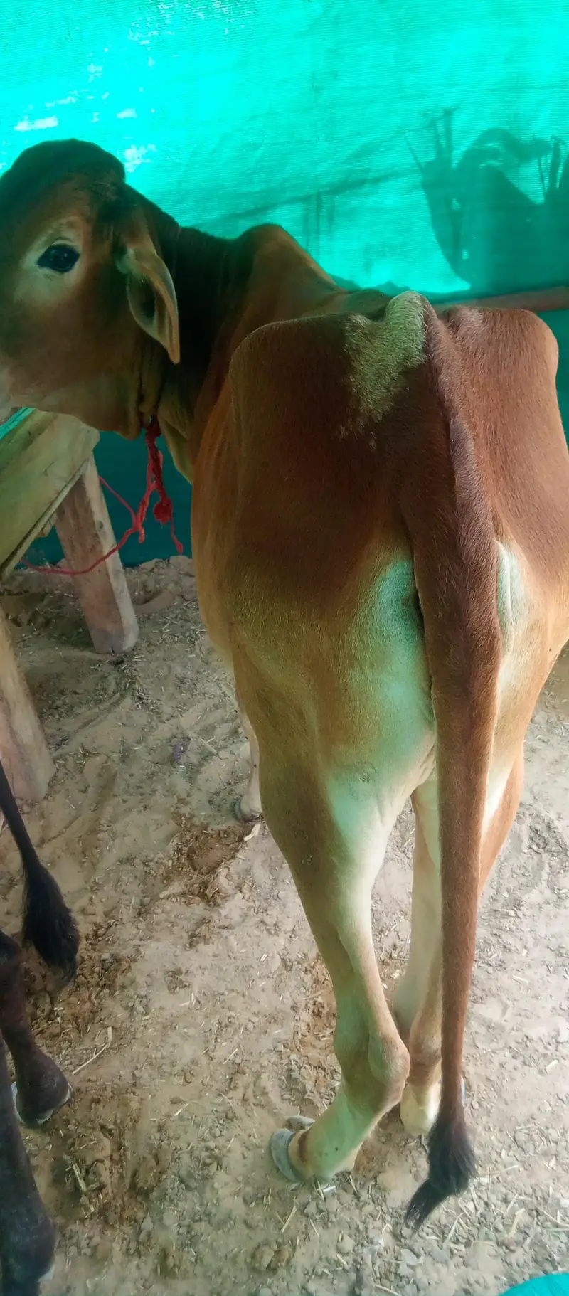 2 cow for sale — photo 9