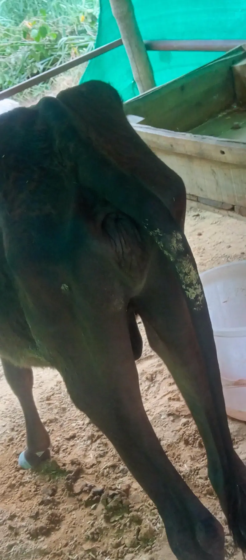 2 cow for sale — photo 10