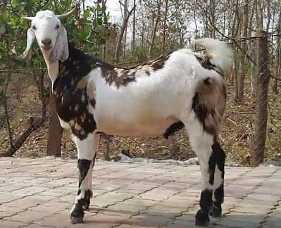 Cattle Farm Plots Farm House Plots Dairy & Goat Farm Plots