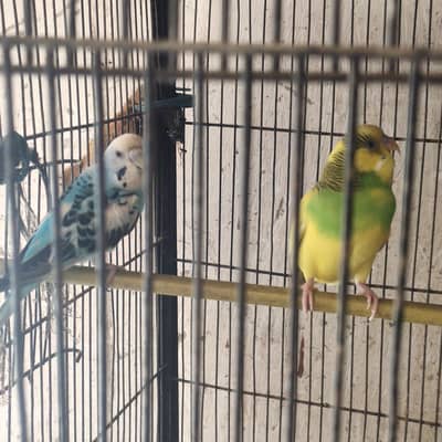 budgie