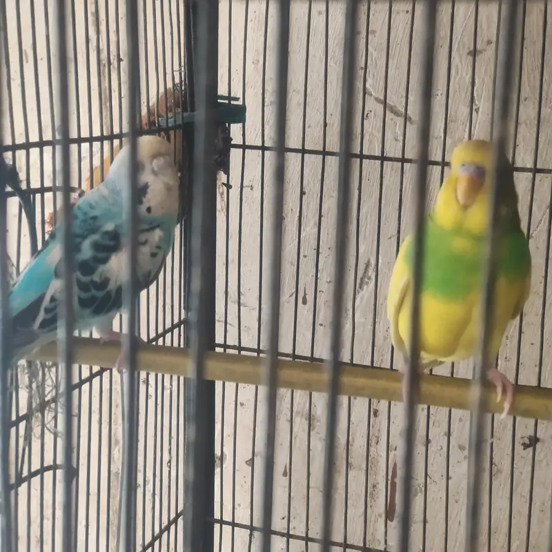 budgie — photo 2