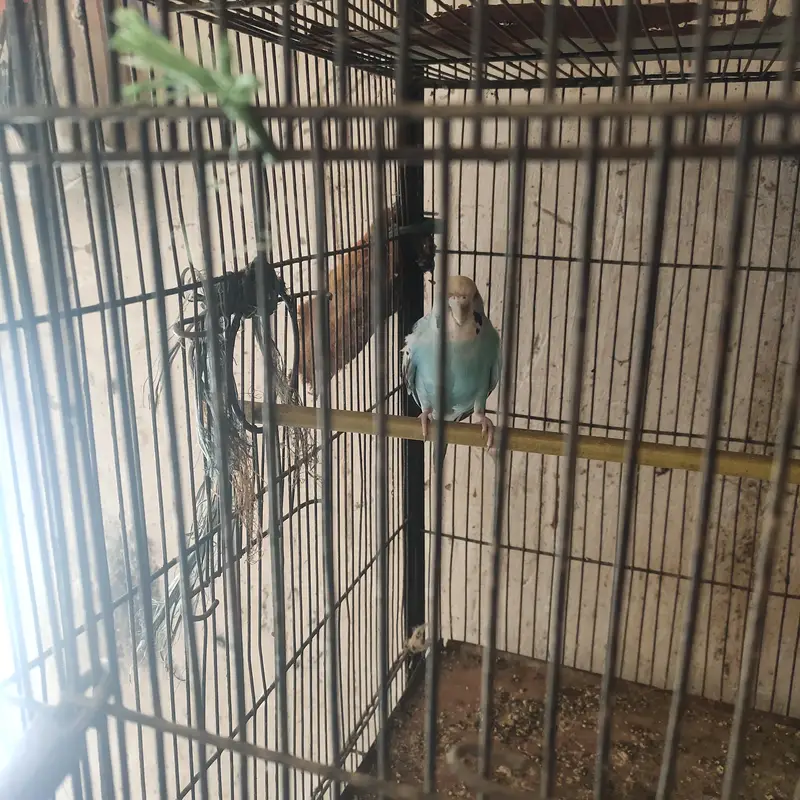 budgie — photo 3